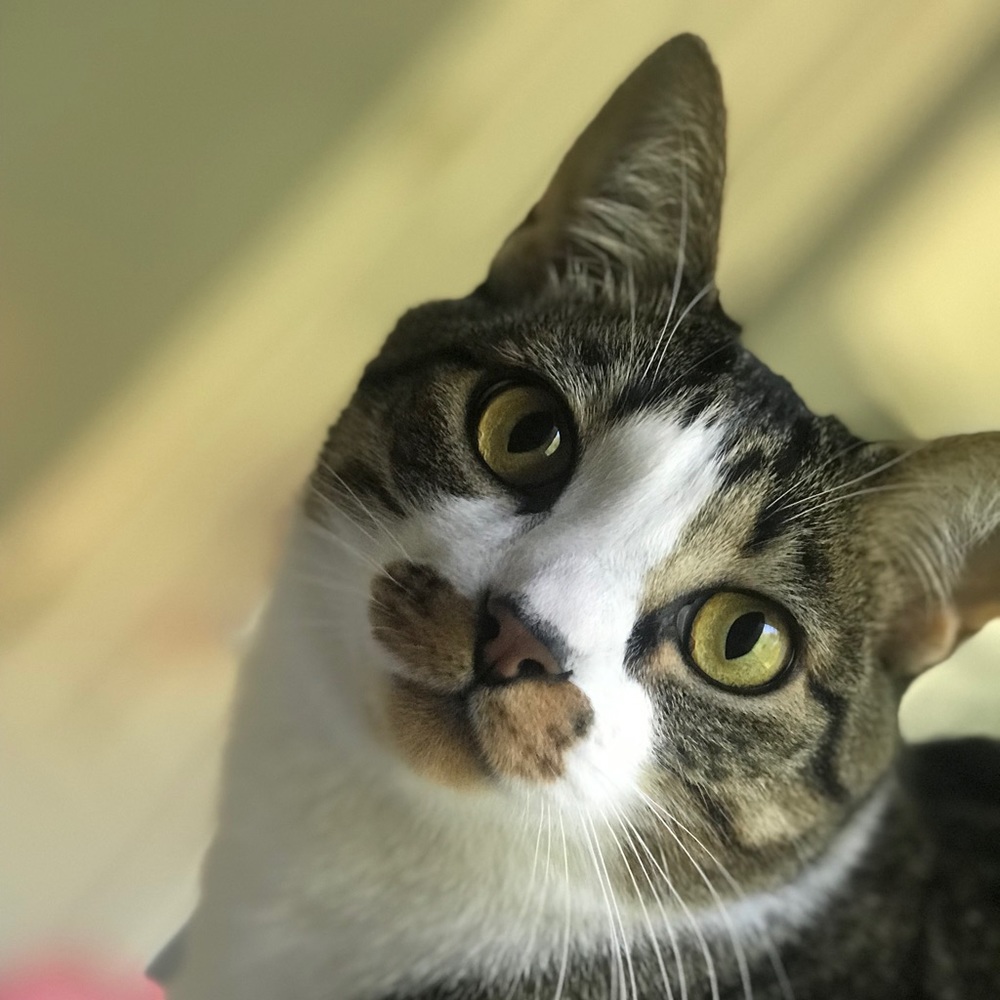 Meet your Posher, Gina